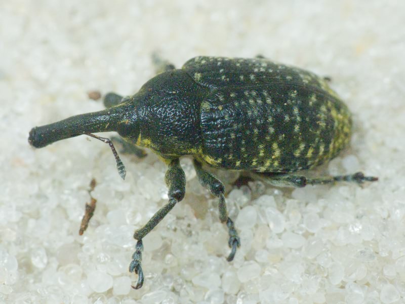 Larinus (Phyllonomeus) sturnus (Schaller, 1873)